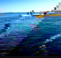 Penguin and Seal Islands Sea Kayaking Experience - Restaurant Darwin