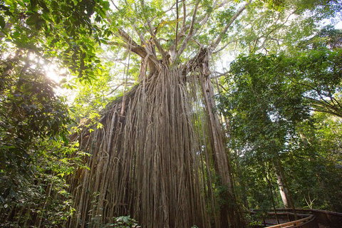 Double Pack-Ancient Rainforest And Waterfalls! - Restaurant Darwin 5