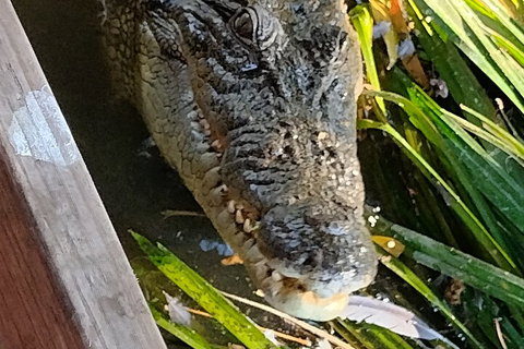 Litchfield Park Adventures And Jumping Crocodile Cruise + Butterfly Farm - Restaurant Darwin 1