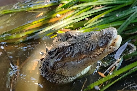 Litchfield Park Adventures And Jumping Crocodile Cruise + Butterfly Farm - Restaurant Darwin 4