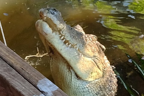 Litchfield Park Adventures And Jumping Crocodile Cruise + Butterfly Farm - Restaurant Darwin 5