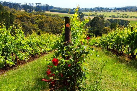 Mornington Peninsula Sightseeing Tour For 2-6 Guests. - Restaurant Darwin 3