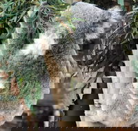 Private Blue Mountains and Wildlife Park Tour from Sydney with Barbecue Lunch - Restaurant Darwin