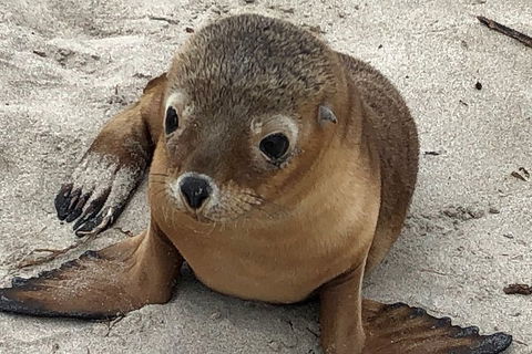 Kangaroo Island Scenic Trail Tour - Restaurant Darwin 0