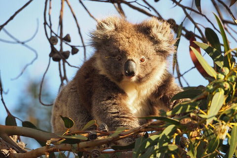 2-Hour Koala Walking Tour In Kangaroo Island - Restaurant Darwin 0