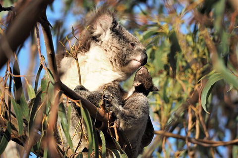 2-Hour Koala Walking Tour In Kangaroo Island - Restaurant Darwin 1