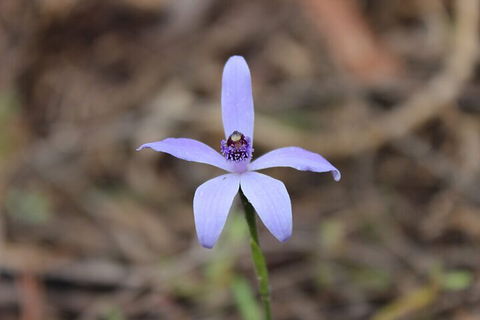 2-Hour Koala Walking Tour In Kangaroo Island - Restaurant Darwin 2