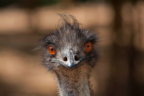 Currumbin Wildlife Sanctuary General Entry Ticket - Restaurant Darwin 0