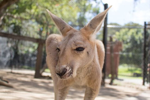 Currumbin Wildlife Sanctuary General Entry Ticket - Restaurant Darwin 2