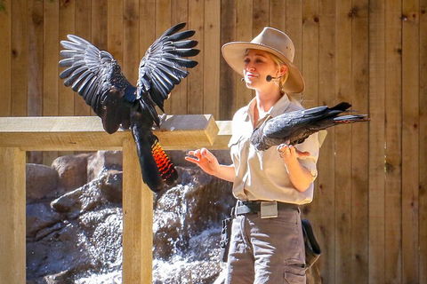 Currumbin Wildlife Sanctuary General Entry Ticket - Restaurant Darwin 4