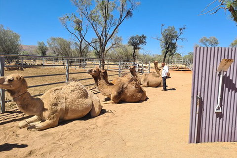 West MacDonnell Ranges Half-Day Small-Group Tour With Camel Ride - Restaurant Darwin 0