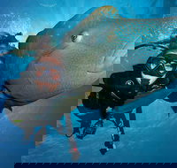 Great Barrier Reef Snorkeling and Diving Cruise from Cairns - Restaurant Darwin