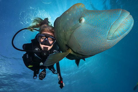 Great Barrier Reef Snorkeling And Diving Cruise From Cairns - Restaurant Darwin 0