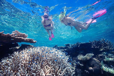 Great Barrier Reef Scenic Helicopter Tour And Cruise From Cairns - Restaurant Darwin 3