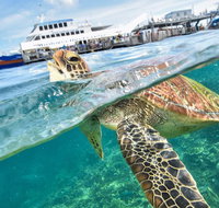 Scenic Helicopter Flight to Moore Reef and Return Snorkeling Cruise from Cairns - Restaurant Darwin