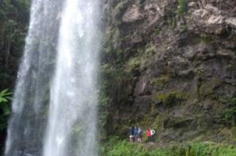 Springbrook National Park Discovery Full-Day Bushwalking Tour - Restaurant Darwin 0