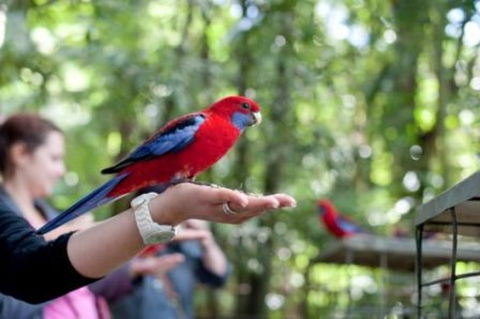 Springbrook National Park Discovery Full-Day Bushwalking Tour - Restaurant Darwin 1