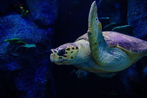 Sydney Attractions Pass: SEA LIFE Aquarium, Sydney Tower Eye, WILD LIFE Zoo And Madame Tussauds - Restaurant Darwin 1