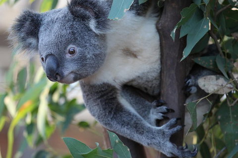 Sydney Attractions Pass: SEA LIFE Aquarium, Sydney Tower Eye, WILD LIFE Zoo And Madame Tussauds - Restaurant Darwin 2