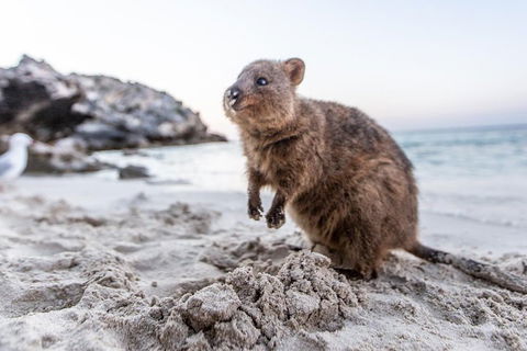 Rottnest Island All-Inclusive Grand Island Tour From Fremantle - Restaurant Darwin 2