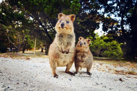 Rottnest Island All-Inclusive Grand Island Tour From Fremantle - Restaurant Darwin 5