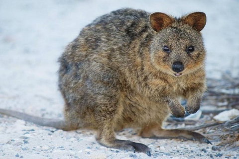 Perth To Rottnest Island Roundtrip Ferry Ticket - Restaurant Darwin 3