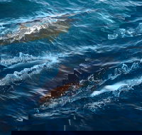 Sydney Whale-Watching Cruise - Restaurant Darwin