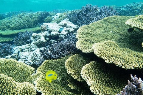 Abrolhos Islands Scenic Flight & Snorkel Adventure From Perth - Restaurant Darwin 4