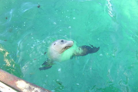 Abrolhos Islands Scenic Flight & Snorkel Adventure From Perth - Restaurant Darwin 5