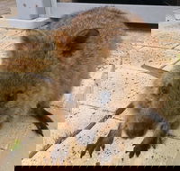 Wave Rock Pinnacles and Rottnest One Day Aeroplane Tour - Restaurant Darwin