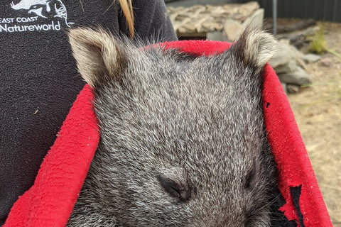 2-Day Tas East Coast Escape Tour Including Bay Of Fires, Wineglass Bay & Devils - Restaurant Darwin 3