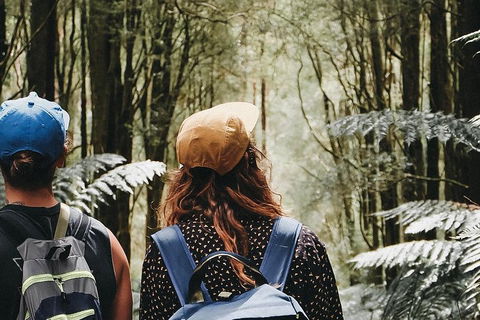 Small Group - 12 Apostles, Otways & Great Ocean Road Day Tour From Melbourne - Restaurant Darwin 3