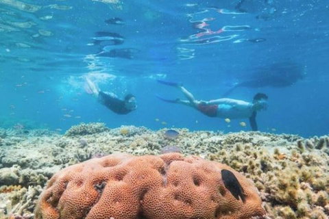 Great Barrier Reef Day Cruise To Reefworld - Restaurant Darwin 1