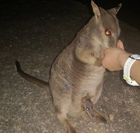 Private Tour to Paronella Park Historic Village Herberton and wild life Wallaby - Restaurant Darwin