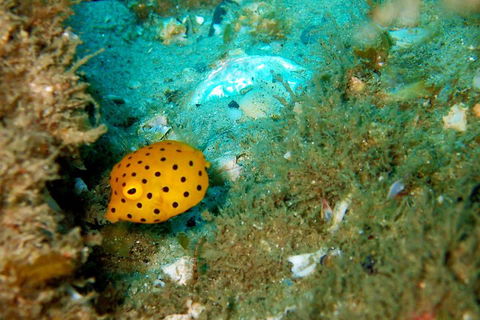 Wave Break Island Scuba Diving On The Gold Coast - Restaurant Darwin 3