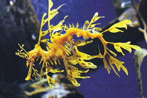SEA LIFE Melbourne Aquarium Admission Ticket - Restaurant Darwin 0
