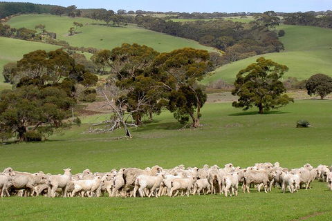 Kangaroo Island Luxury Small Group 'Island Life' Full Day Tour - Restaurant Darwin 1