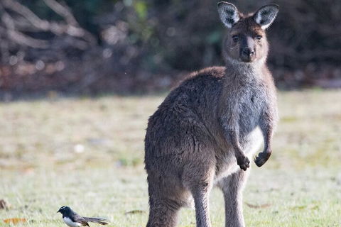 Kangaroo Island Luxury Small Group 'Island Life' Full Day Tour - Restaurant Darwin 2