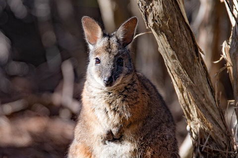 Kangaroo Island Luxury Small Group 'Island Life' Full Day Tour - Restaurant Darwin 3