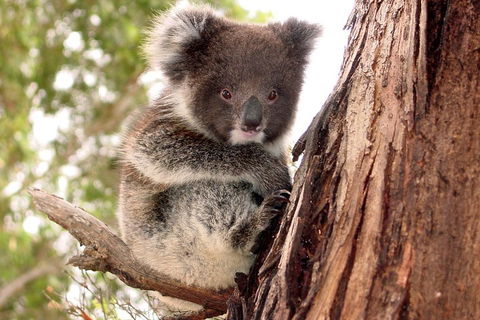 Kangaroo Island Luxury Small Group 'Island Life' Full Day Tour - Restaurant Darwin 4
