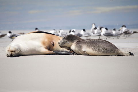Kangaroo Island Luxury Small Group 'Island Life' Full Day Tour - Restaurant Darwin 5