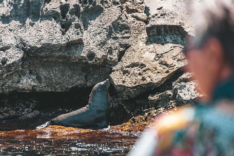 Adventure Rottnest Tour With Ferry & Adventure Cruise From Perth Or Fremantle - Restaurant Darwin 1