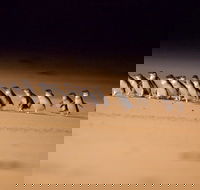 Phillip Island Penguin Parade Express Tour from Melbourne - Restaurant Darwin