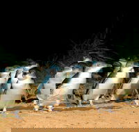 Puffing Billy Moonlit Sanctuary  Penguins Day Tour - Restaurant Darwin