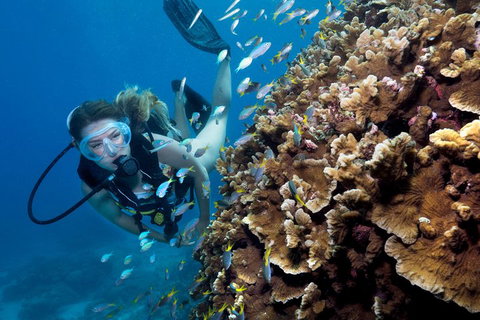 Great Barrier Reef Diving And Snorkeling Cruise From Cairns - Restaurant Darwin 1