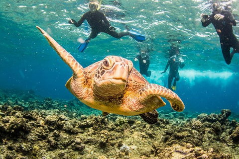 Great Barrier Reef Diving And Snorkeling Cruise From Cairns - Restaurant Darwin 3
