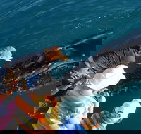 AOC Whale Watching from Broome - Restaurant Darwin
