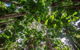5 Day Australia Retreat: Queensland Daintree - thumb 2