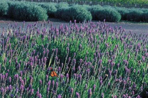 Brisbane Day In The Country Full-Day Small-Group Tour With Lunch - Restaurant Darwin 5