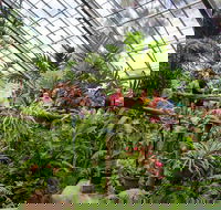 Australian Butterfly Sanctuary - Restaurant Darwin